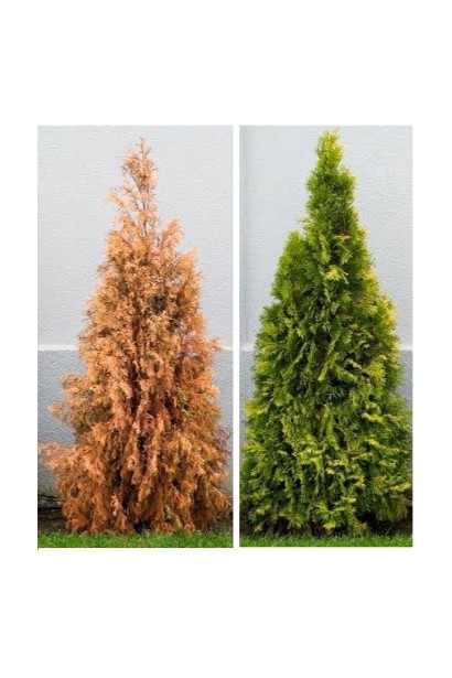 "YARA" осіннє для хвойних і вічнозелених рослин, 1 кг